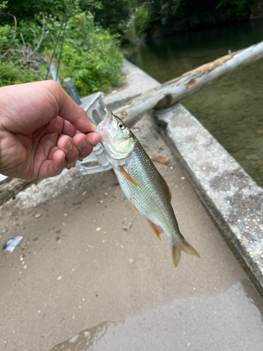 ハスの釣果