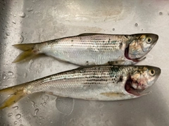 コノシロの釣果