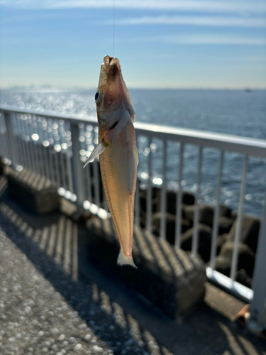 シロギスの釣果