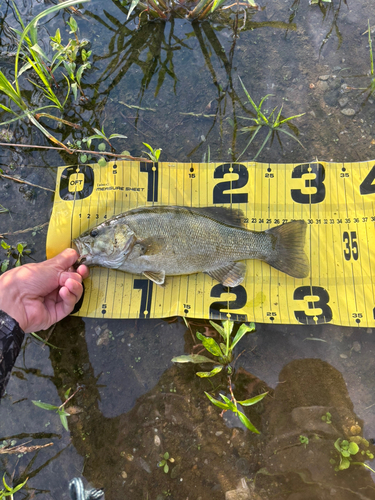 スモールマウスバスの釣果