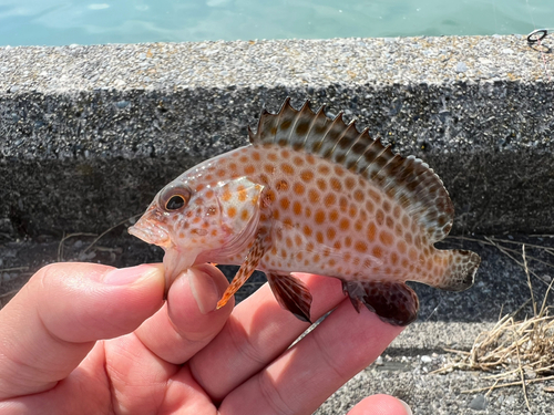 オオモンハタの釣果