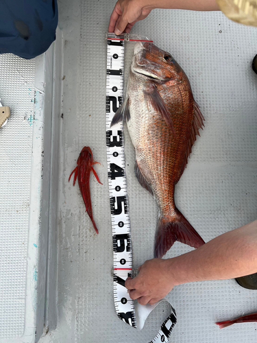 マダイの釣果