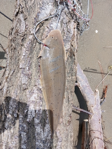 ワタリガニの釣果