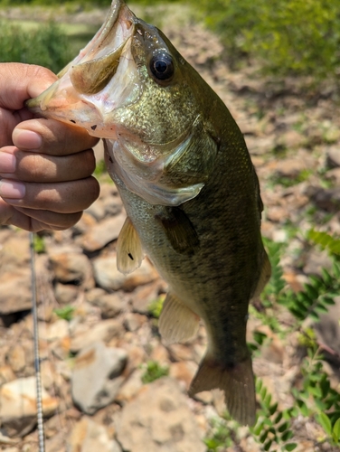 ブラックバスの釣果