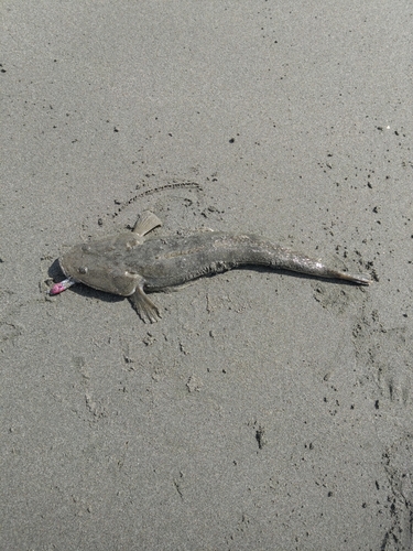 マゴチの釣果