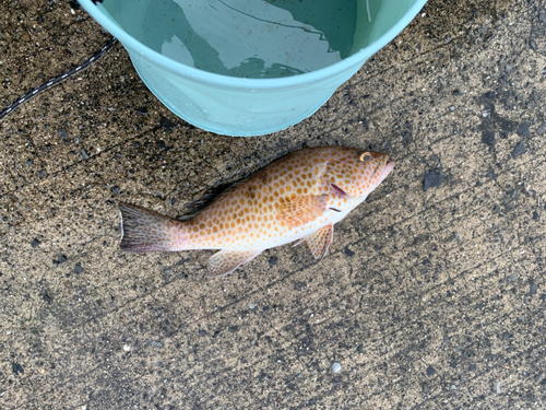 オオモンハタの釣果