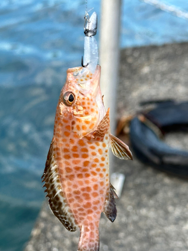 オオモンハタの釣果