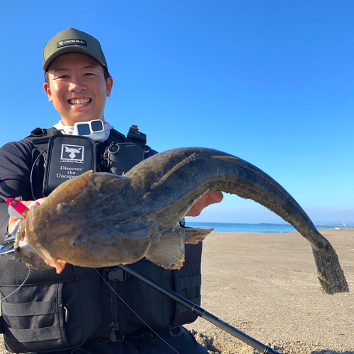 マゴチの釣果