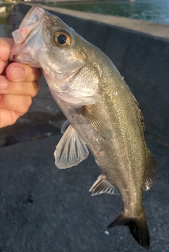 セイゴ（マルスズキ）の釣果