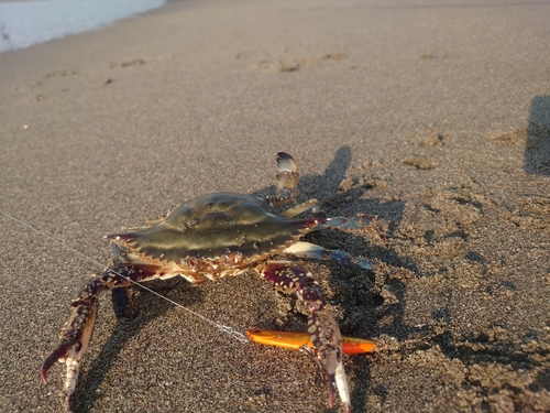 ガザミの釣果