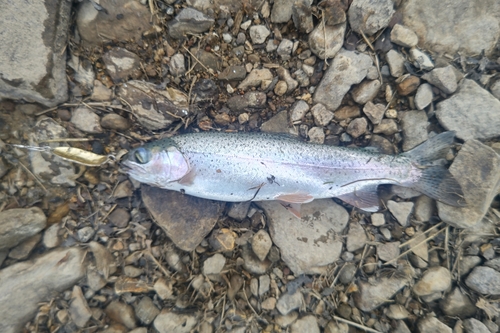 ニジマスの釣果