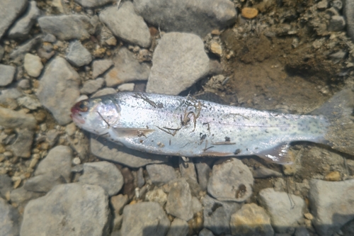 ニジマスの釣果