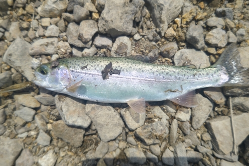 ニジマスの釣果