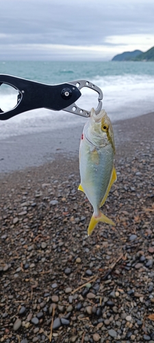 シオの釣果