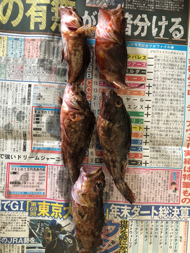 カサゴの釣果