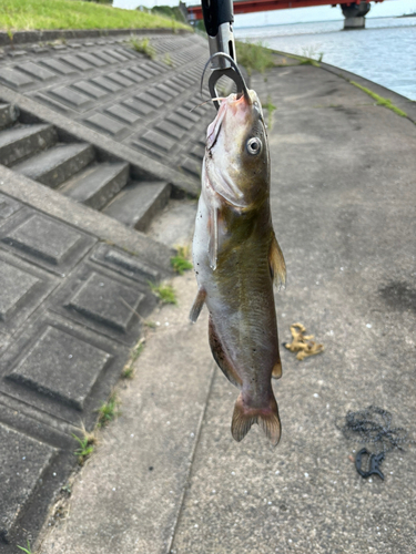 アメリカナマズの釣果