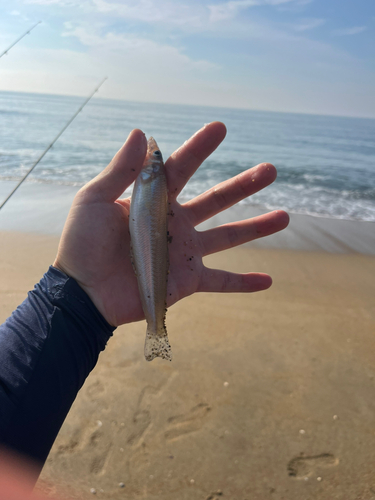 キスの釣果