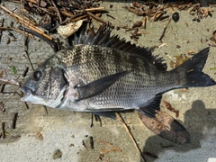 クロダイの釣果