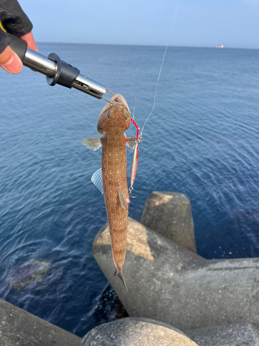 エソの釣果