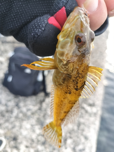 ハゼの釣果