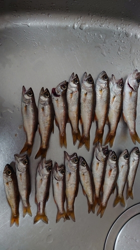 クロムツの釣果