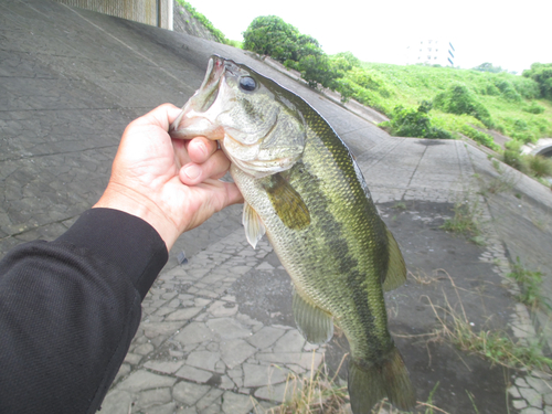 ラージマウスバスの釣果