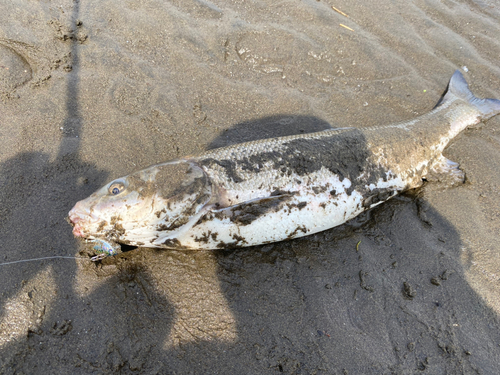 マルタウグイの釣果