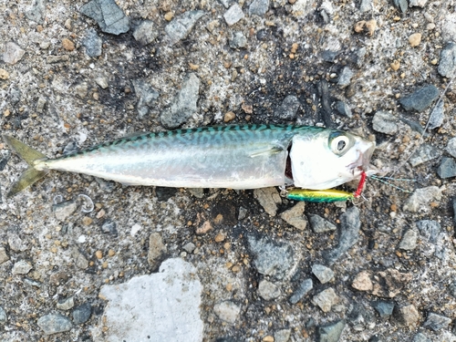 サバの釣果