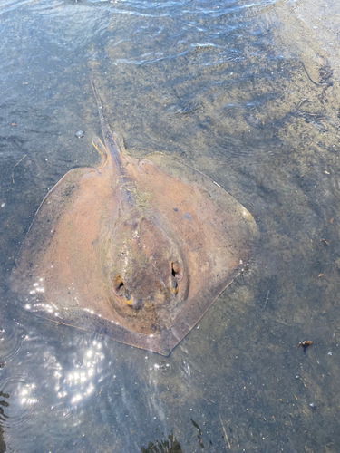 アカエイの釣果