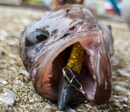 マハタの釣果