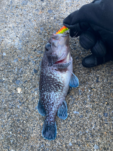 マゾイの釣果