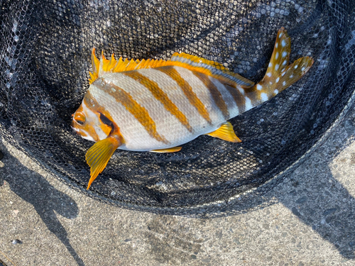 タカノハダイの釣果