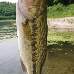 ブラックバス