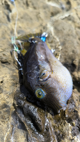 キタマクラの釣果