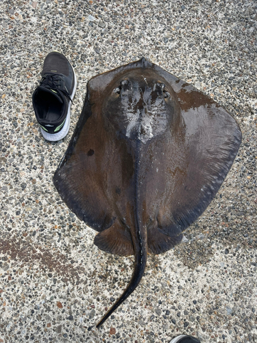 アカエイの釣果