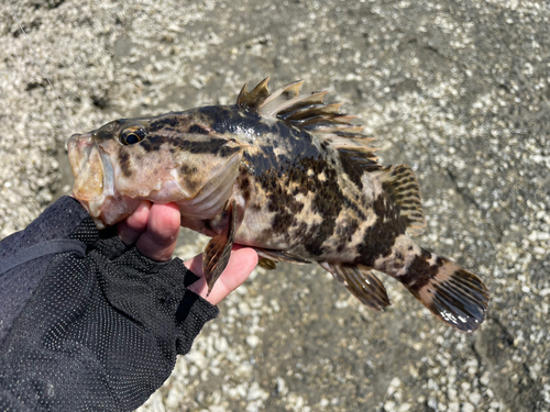 タケノコメバルの釣果