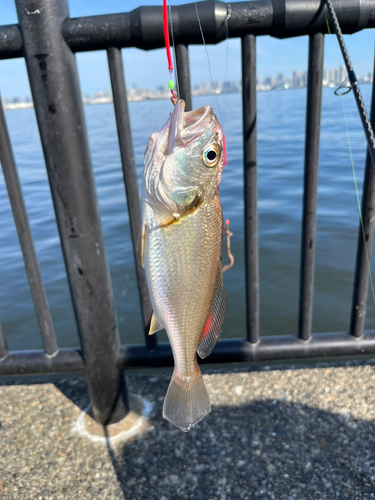 イシモチの釣果