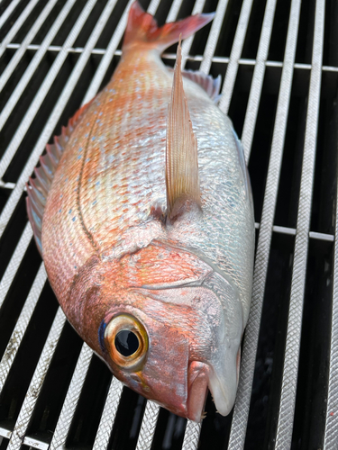 マダイの釣果