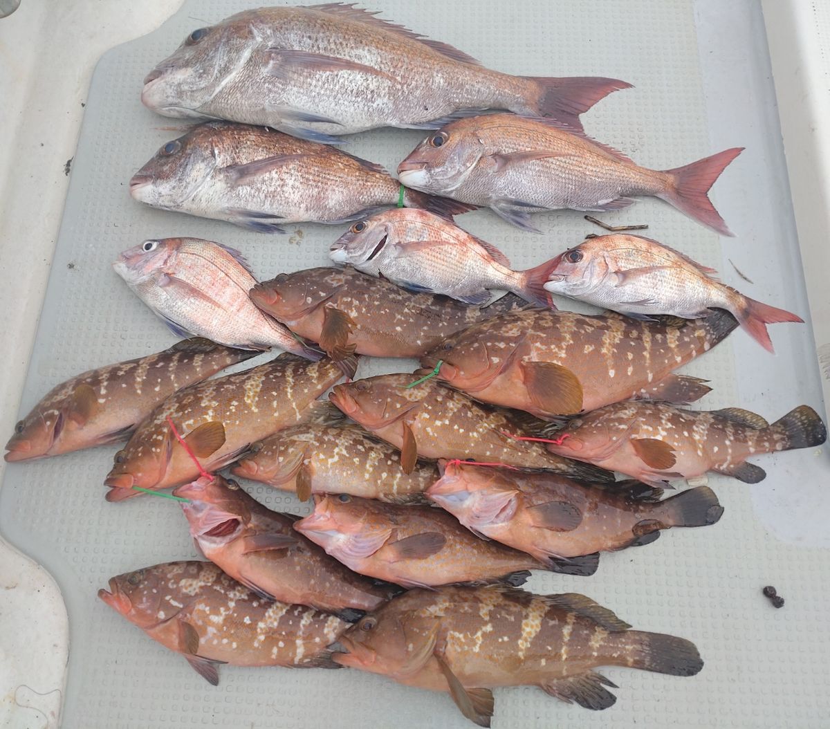 遊漁船勝栄丸（カツエイマル）さんの釣果 2枚目の画像