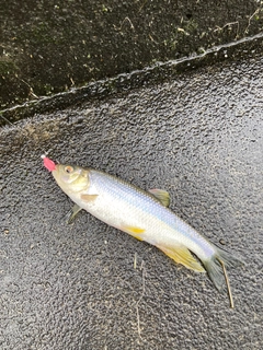 カワムツの釣果