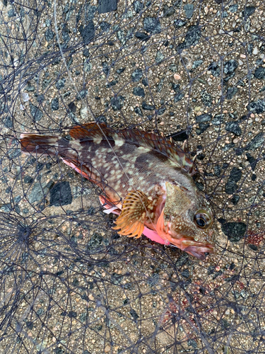 カサゴの釣果