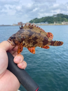 ヨロイメバルの釣果