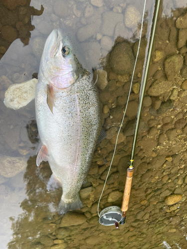 ニジマスの釣果