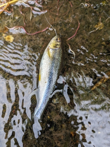 カワムツの釣果