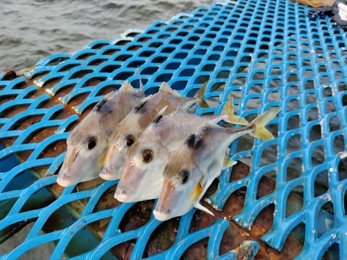 オリジナルメーカー海釣り公園