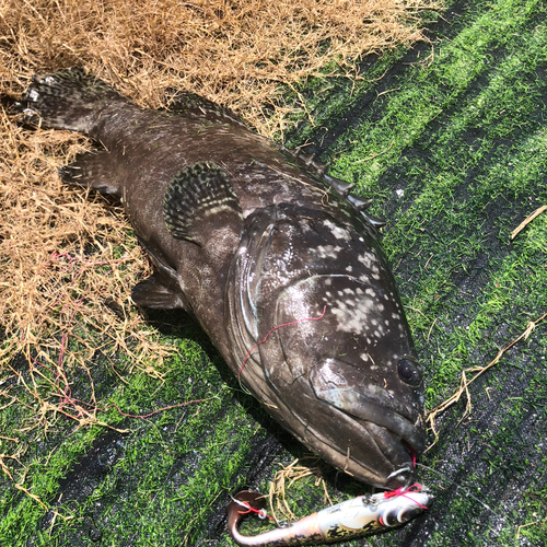 タマカイの釣果