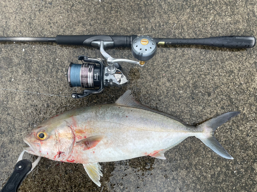 カンパチの釣果