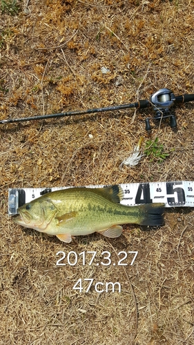 ラージマウスバスの釣果