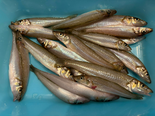 シロギスの釣果