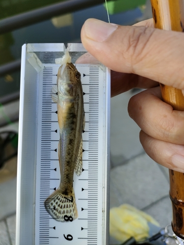 マハゼの釣果